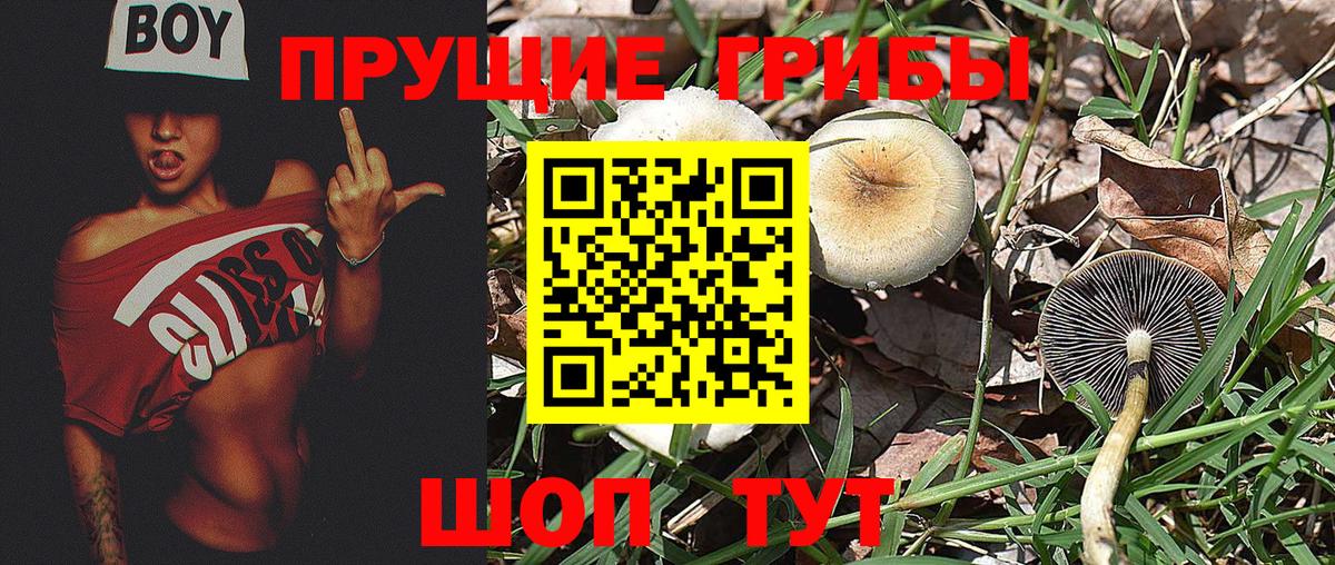 Симферополь  Псилоцибиновые грибы Cubensis  Вход с VPN 